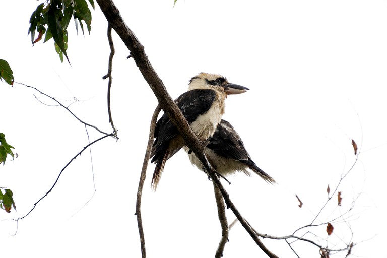 Tiny Houses (Australia, Peeramon, Queensland)