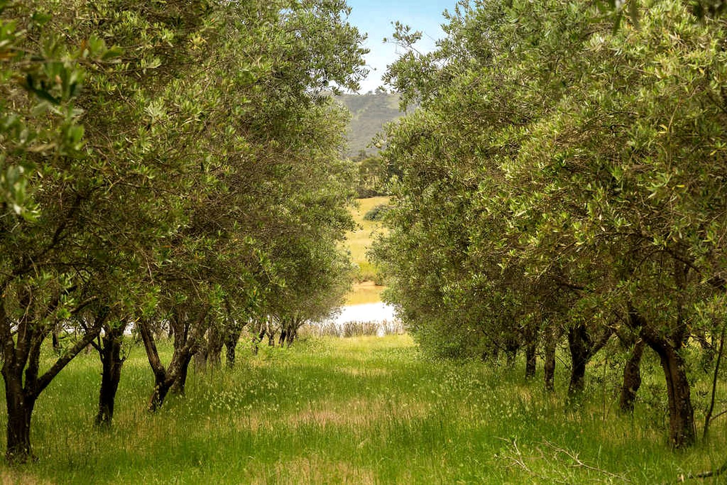 Eco-Friendly Tiny House in an Olive Grove on a Sustainable Organic Olive Farm for a Peaceful Outdoor Experience in Taggerty, Victoria