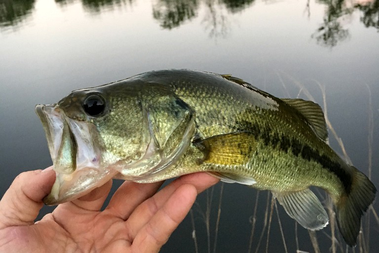 FlopHouze Beach Houze, Vacation Rentals, Round Top, United States of