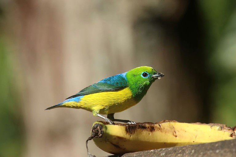 Nature Lodges (Nova Friburgo, Rio de Janeiro, Brazil)