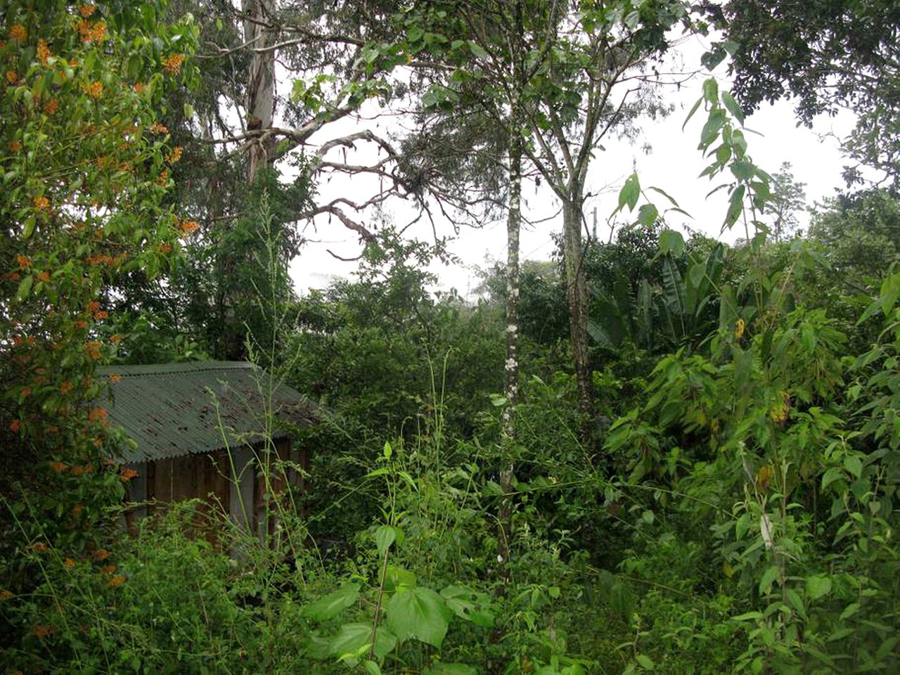 Eco-Friendly Hut near Cocora Valley in Colombia