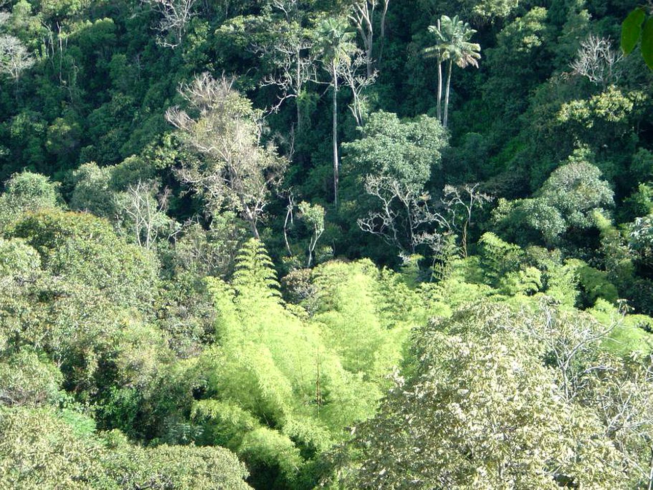 Eco-Friendly Hut near Cocora Valley in Colombia