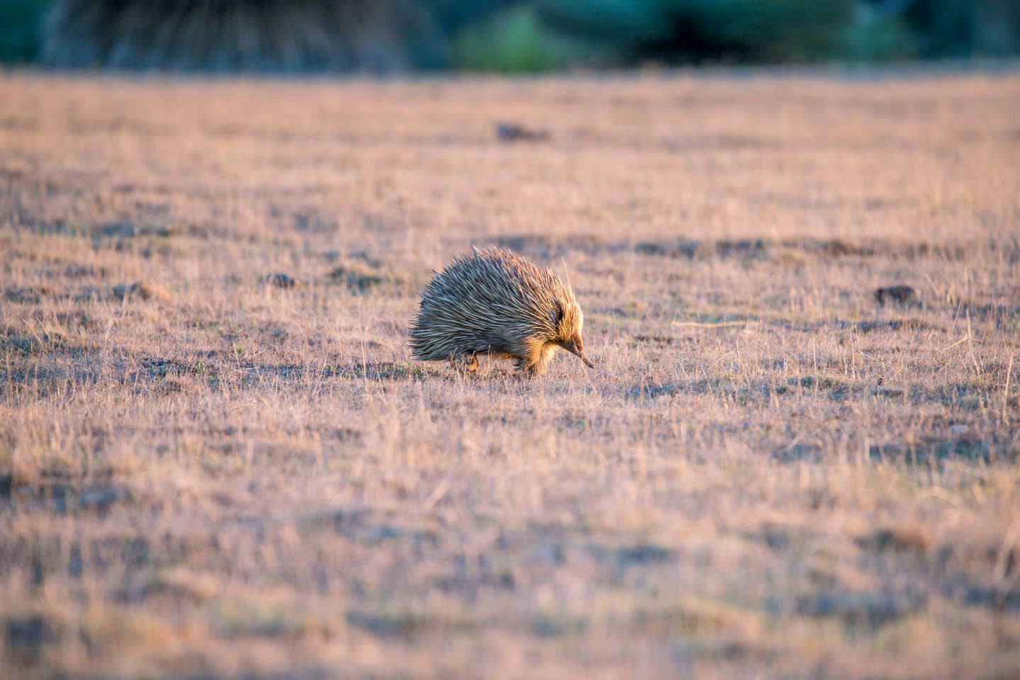 Luxury Earth Villa Kangaroo Island Holiday House