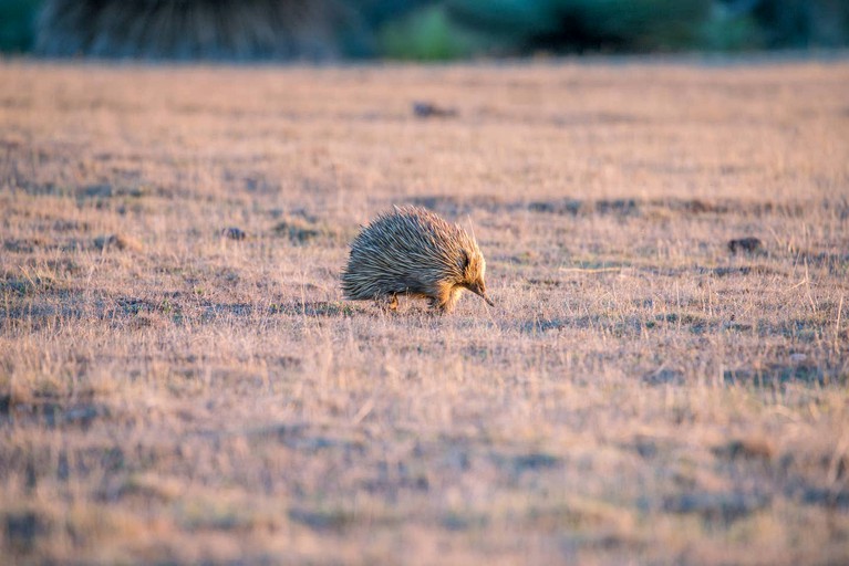 Villas (Kangaroo Island, South Australia, Australia)