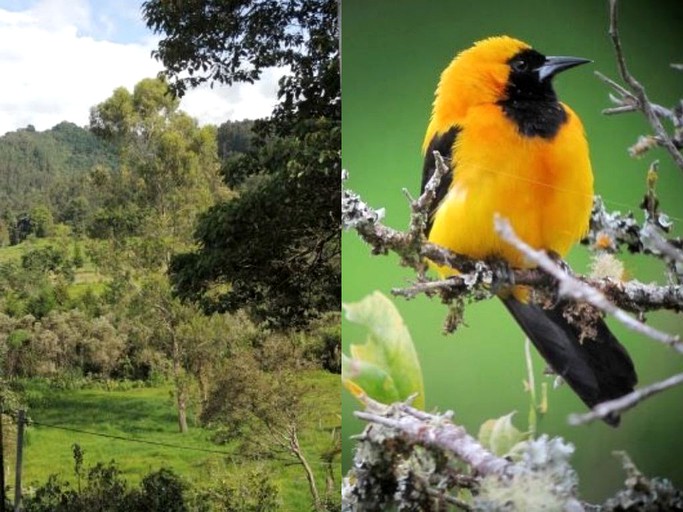 Nature Lodges (Salento, Quindío, Colombia)