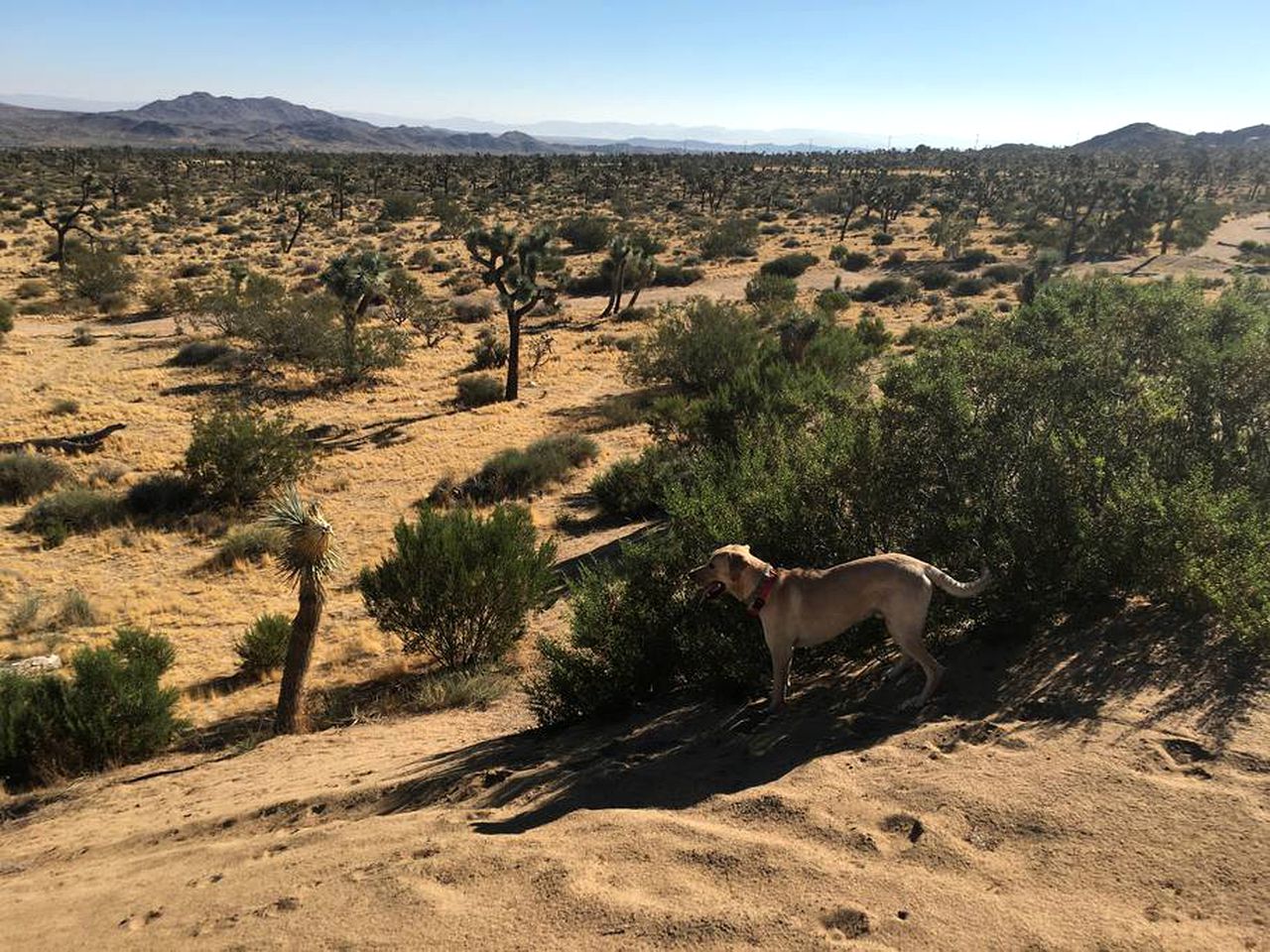 Rustic Cabin Rental Surrounded by the Mojave Desert in Yucca Valley, California