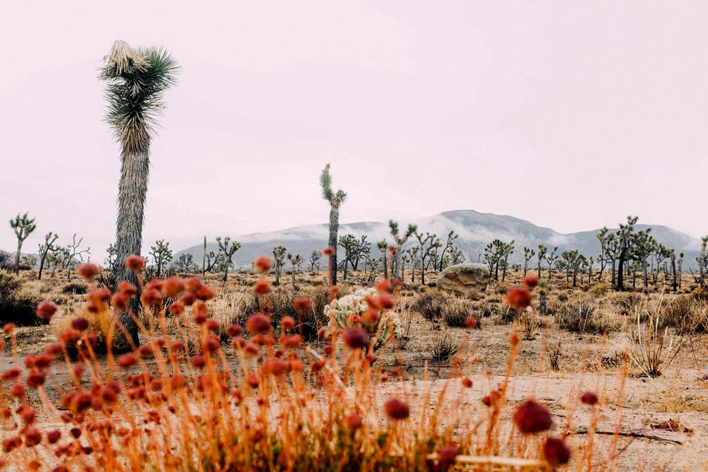 Rustic Cabin Rental Surrounded by the Mojave Desert in Yucca Valley, California