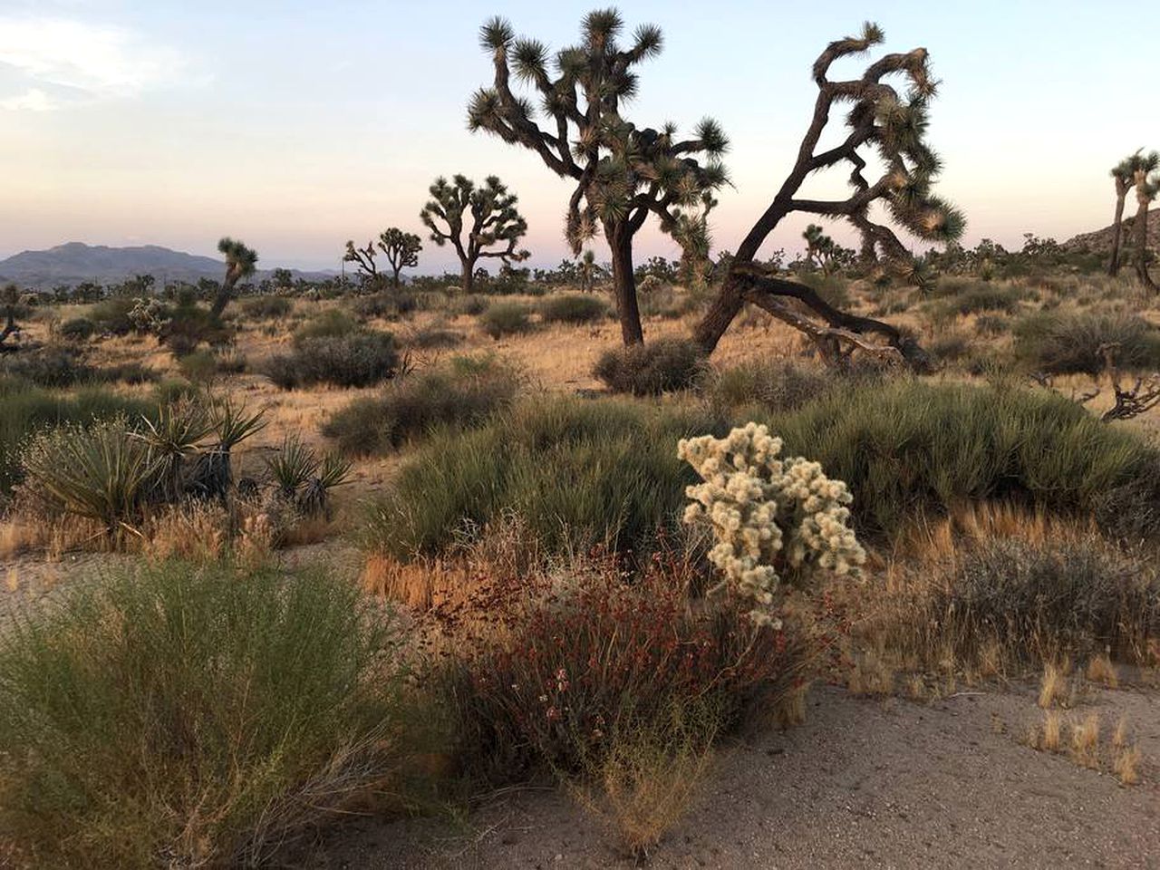 Rustic Cabin Rental Surrounded by the Mojave Desert in Yucca Valley, California