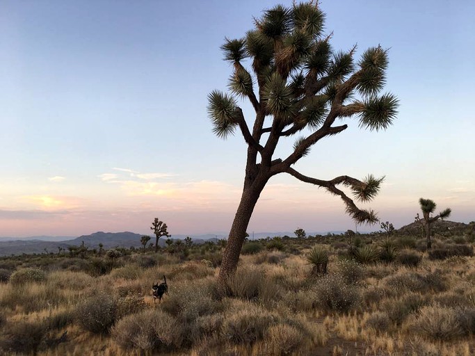 Cabins (Yucca Valley, California, United States)