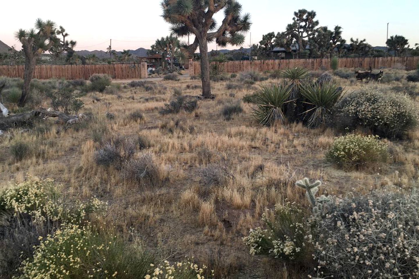 Rustic Cabin Rental Surrounded by the Mojave Desert in Yucca Valley, California