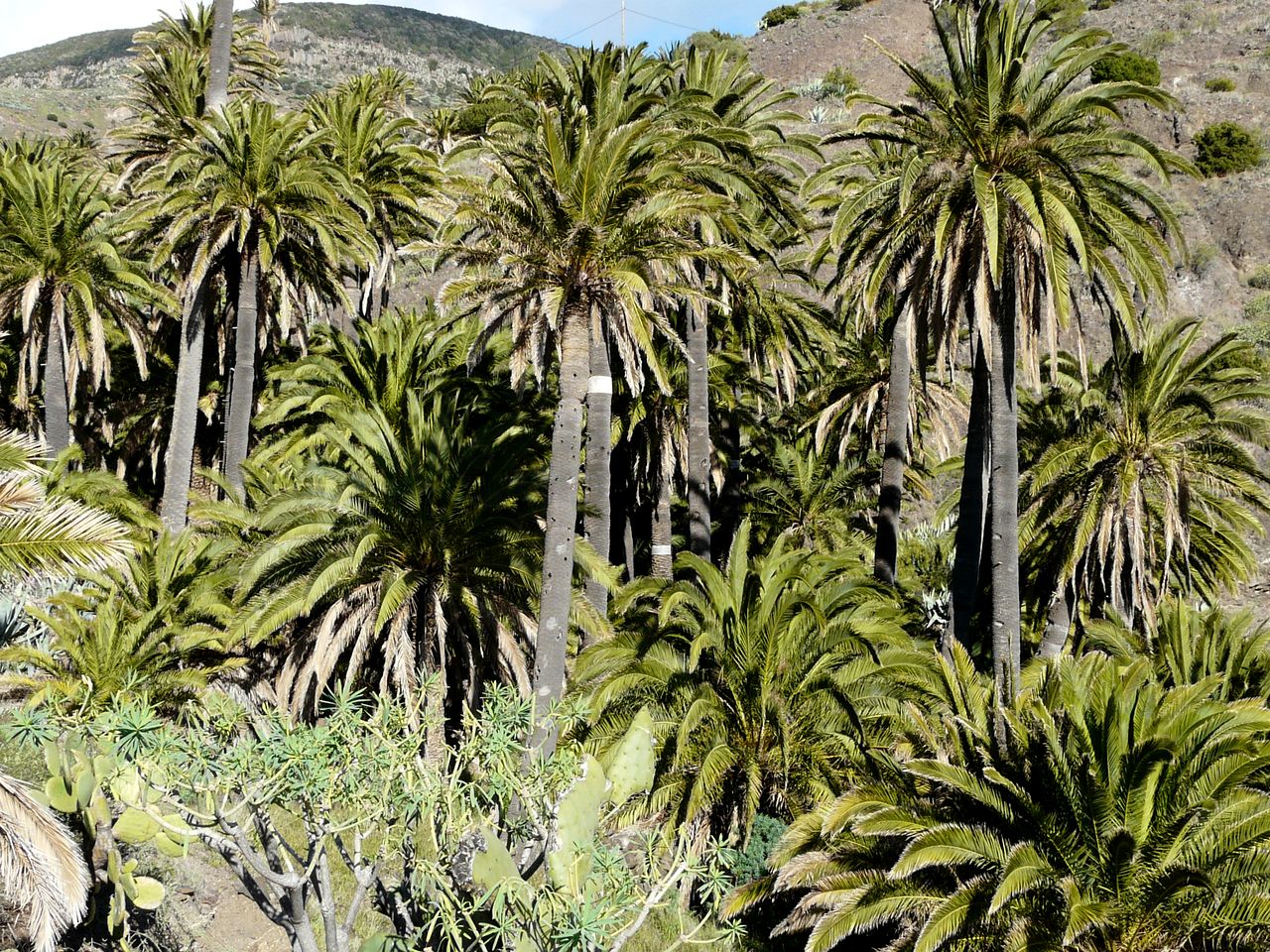 Charming Historic House with Sea & Mountain Views near Valle Gran Rey, La Gomera