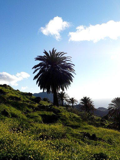 Vacation Rentals (Spain, Acalá, Tenerife)