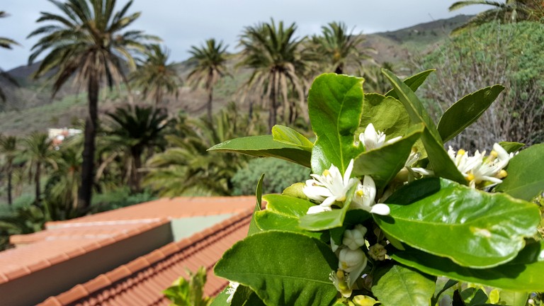 Vacation Rentals (Spain, Acalá, Tenerife)
