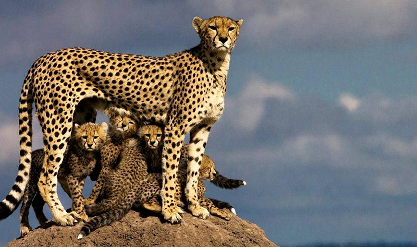 Romantic Safari Tent Rental near Nairobi National Park in Kenya