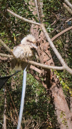 Vacation Rentals (Australia, Nerang, Queensland)