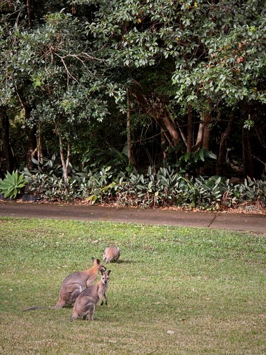 Vacation Rentals (Australia, Nerang, Queensland)