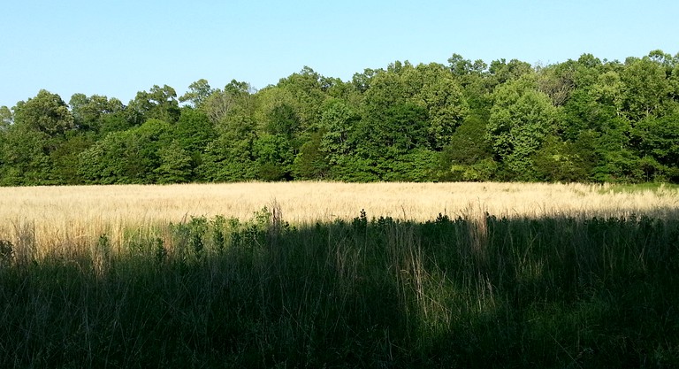 Cabins (St. Joe, Arkansas, United States)