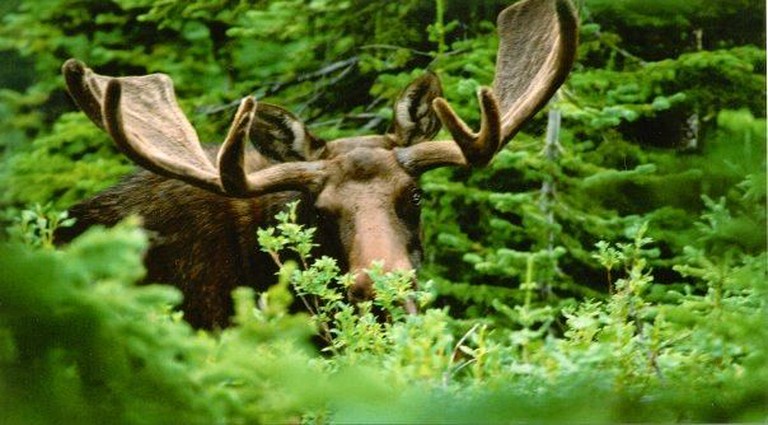 Cabins (Sparwood, British Columbia, Canada)