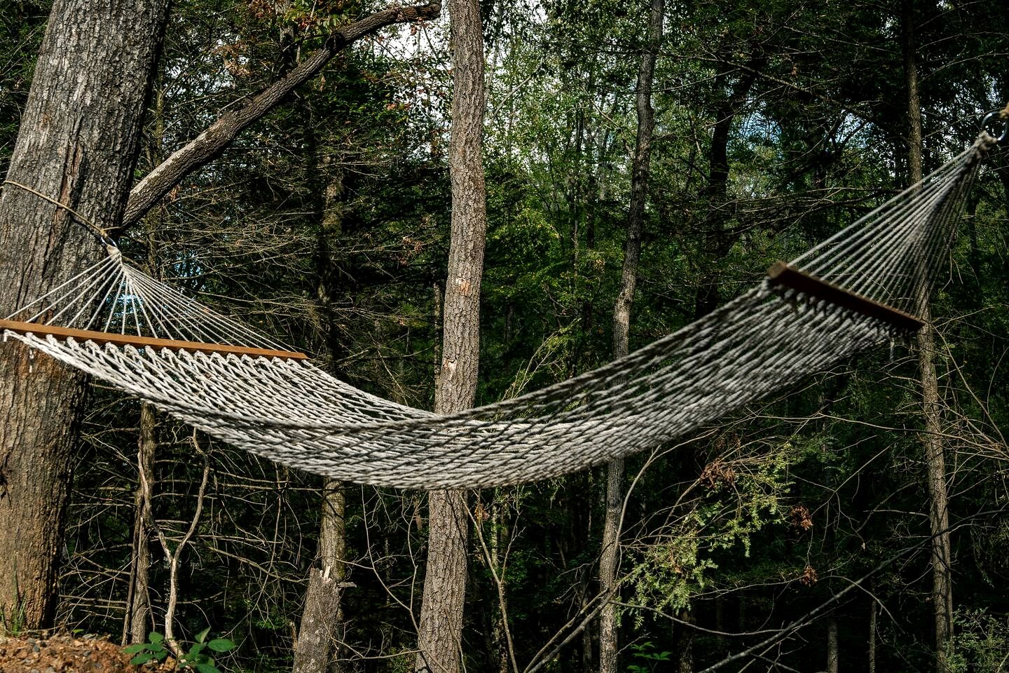 Experience Nature in this Incredible Dome Nestled Amidst Trees in Ellijay, Georgia