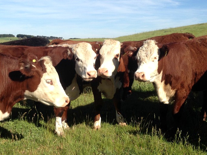 Nature Lodges (Walcha, New South Wales, Australia)