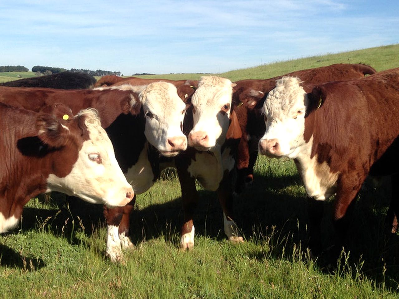 Charming Romantic Getaway with Free Wi-Fi near Apsley Falls, New South Wales