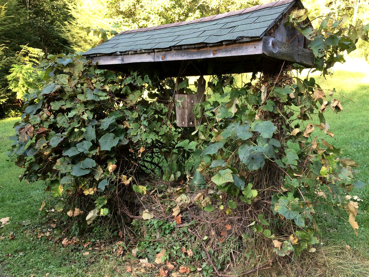 Majestic Mountain Vacation Rental for Six in Ashe County, North Carolina