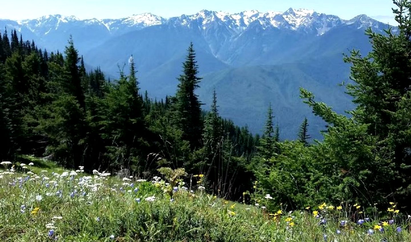 Cozy Forest Cabin for Eight Guests near Olympic National Park in Washington