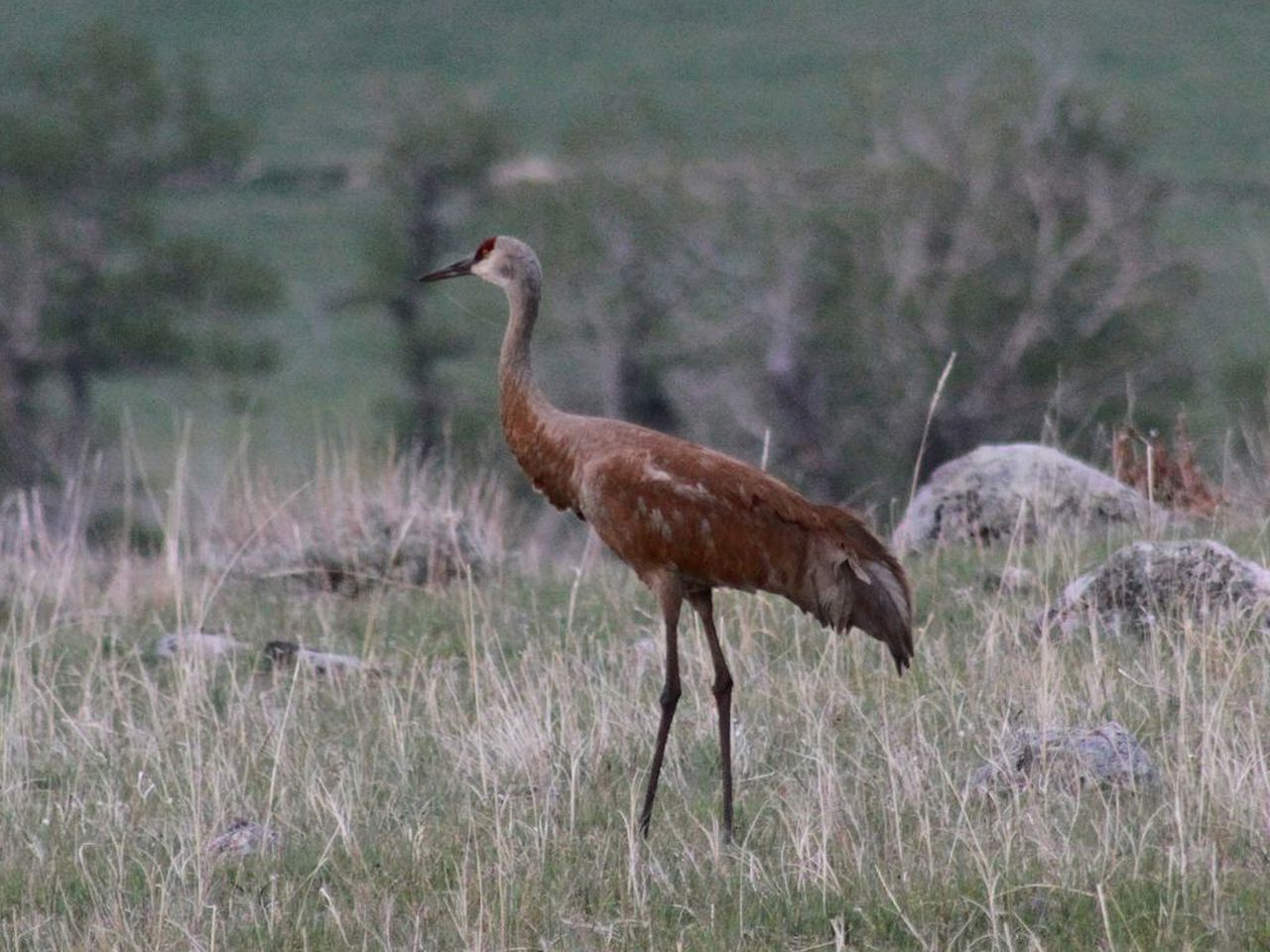 Wonderful Log Cabin with Sublime Views of Beartooth Mountain in Red Lodge, Montana