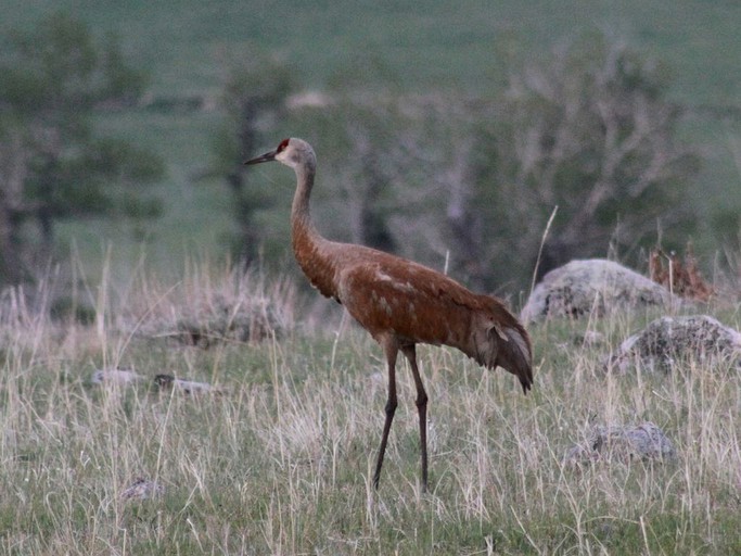 Log Cabins (Red Lodge, Montana, United States)