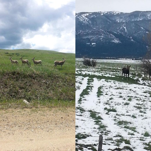 Log Cabins (Red Lodge, Montana, United States)