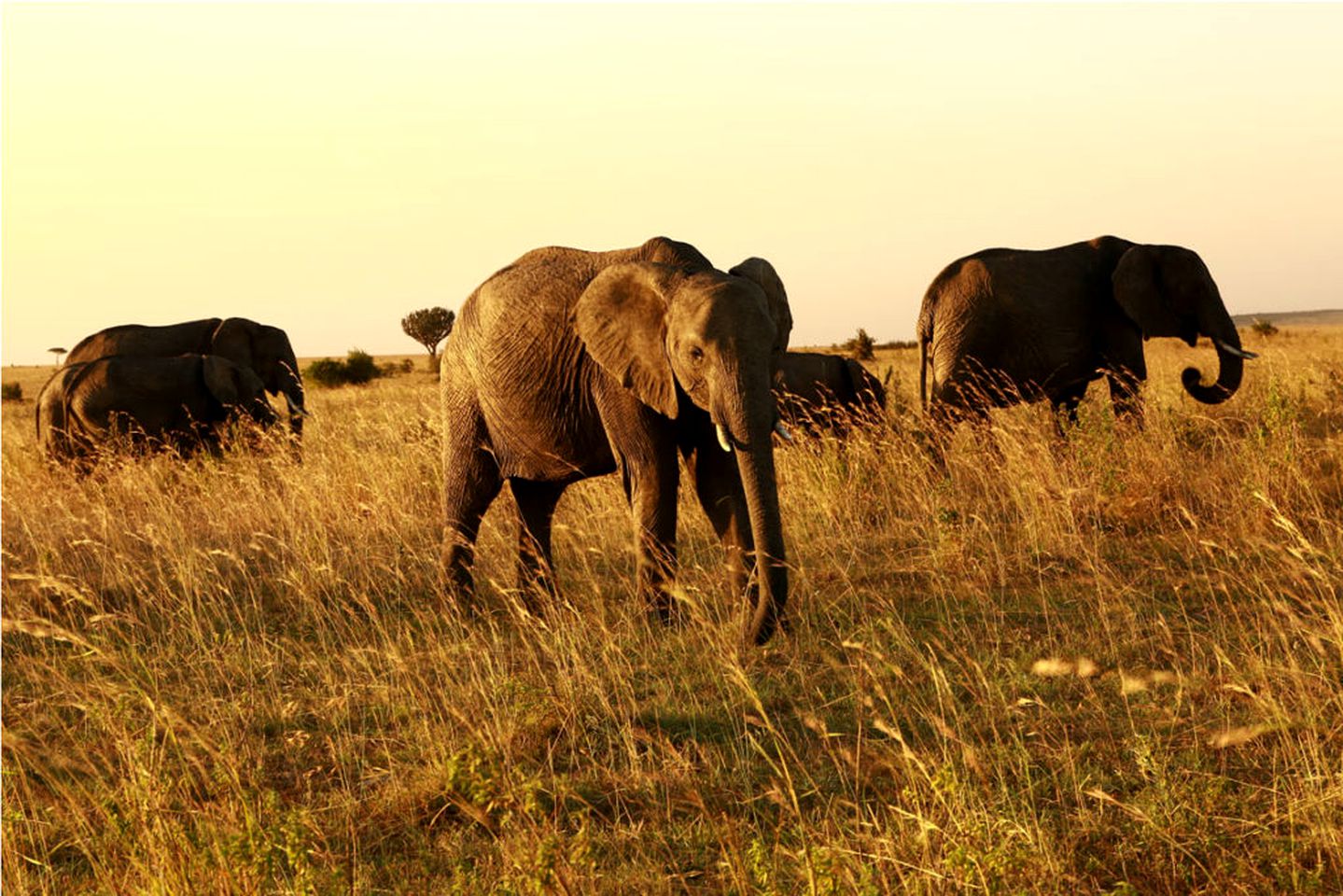 Masai Mara Safari Tent with Great Opportunities to See the Big Five in Kenya