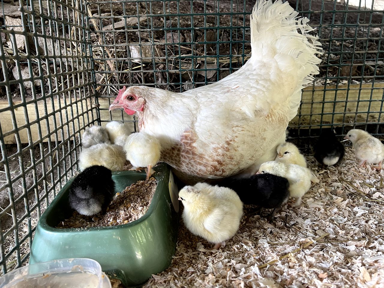 Wonderful Barn with Hot-tub and Petting Zoo in Sugar Grove, North Carolina