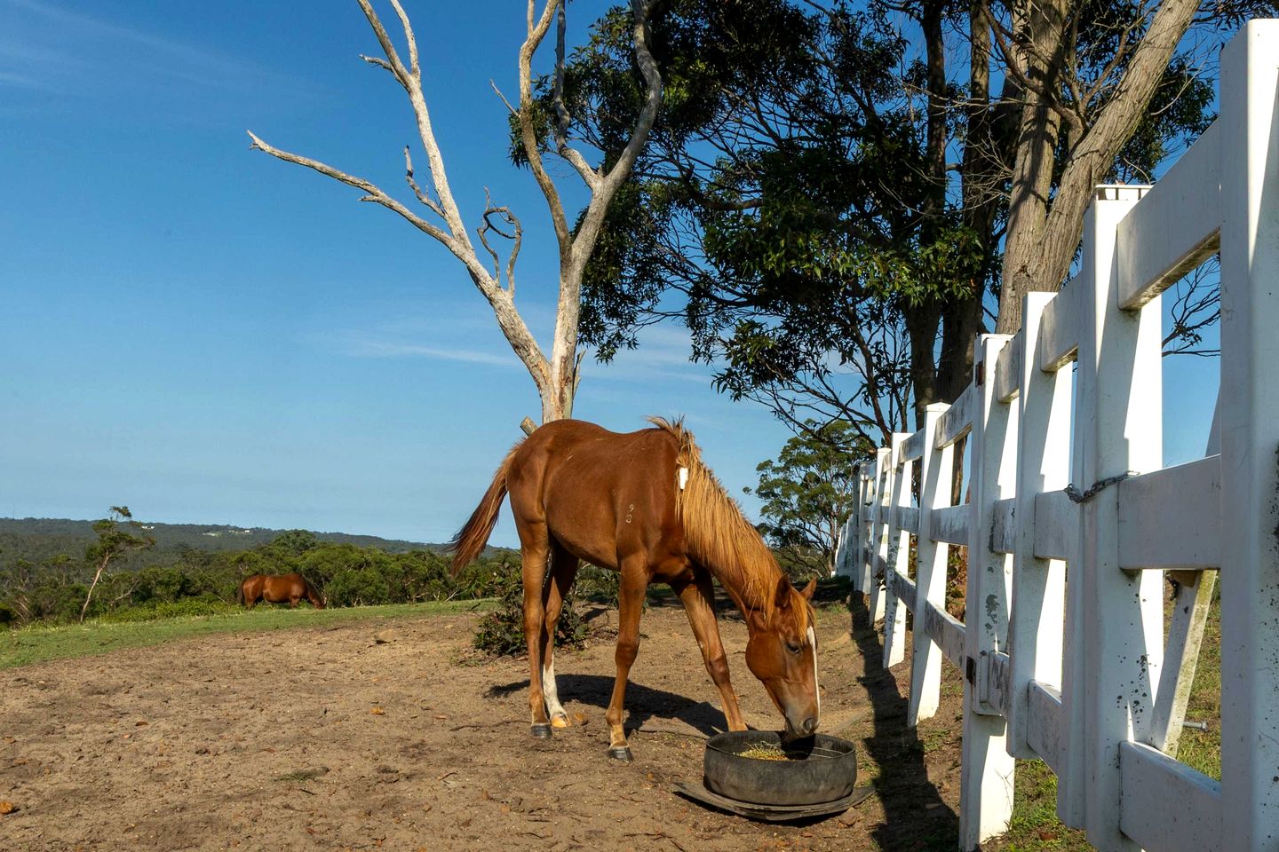Rustic Tiny House Stay with Horse Encounters near Brisbane Water National Park, Calga NSW