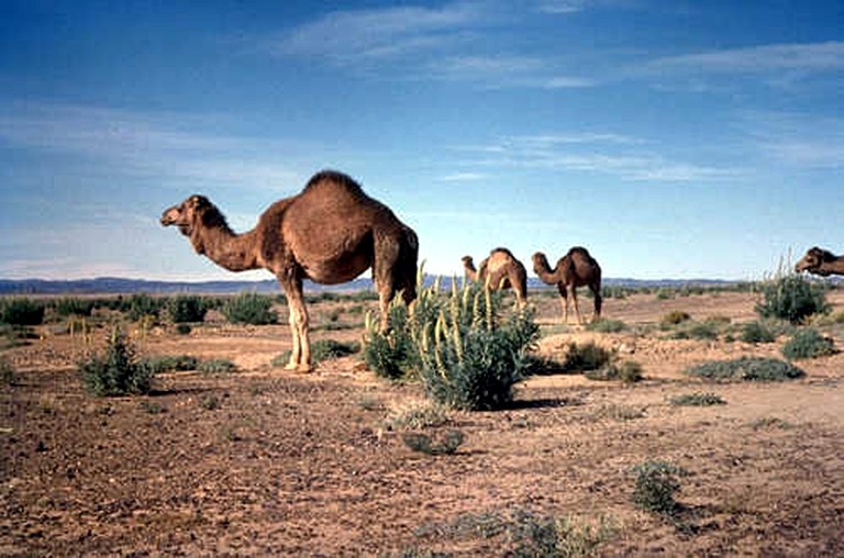 Tents (M'Hamid El Ghizlane, Drâa-Tafilalet Region, Morocco)