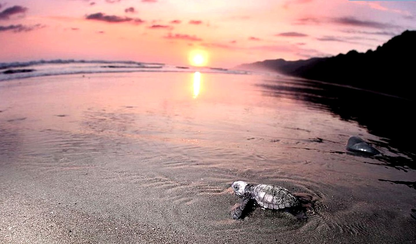 Escape to an Eco-Lodge Between Rainforest and Pacific Ocean, Costa Rica