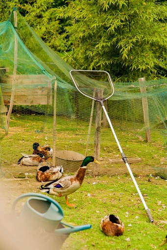 Vacation Rentals (France, Uzemain, Grand Est)