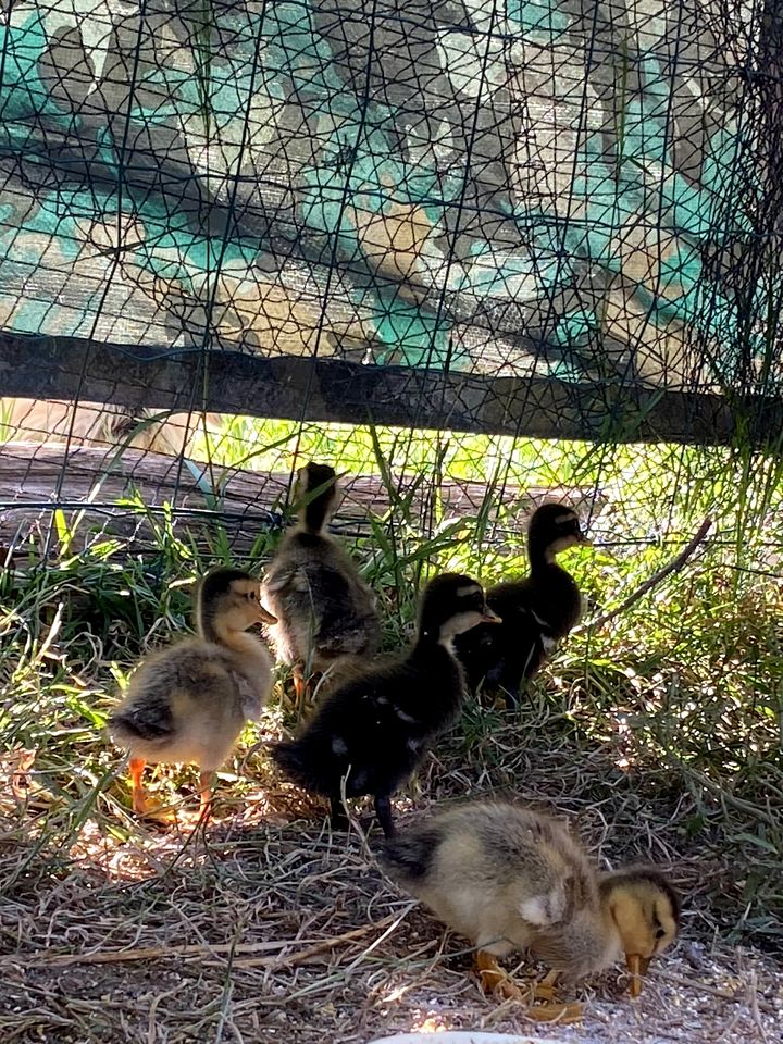Rustic Countryside Eco Retreat with Snail Farm Experience Near Uzemain, France
