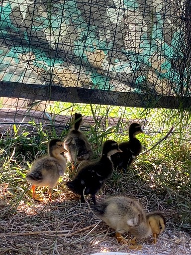 Vacation Rentals (France, Uzemain, Grand Est)