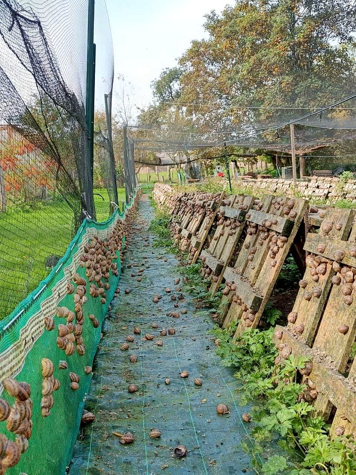 Rustic Countryside Eco Retreat with Snail Farm Experience Near Uzemain, France