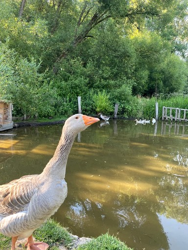 Vacation Rentals (France, Uzemain, Grand Est)