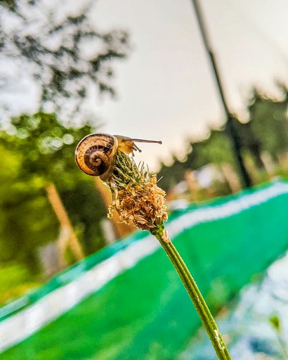 Vacation Rentals (France, Uzemain, Grand Est)