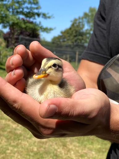 Vacation Rentals (France, Uzemain, Grand Est)