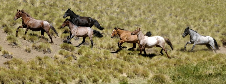 Nature Lodges (Neuquén, Neuquén, Argentina)