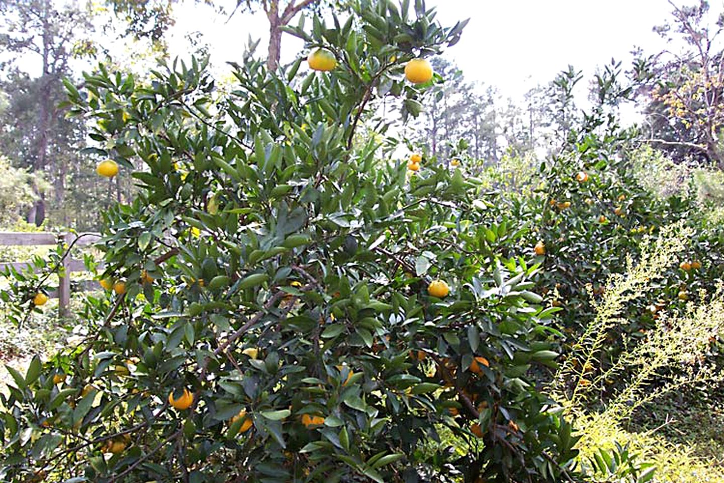 Rustic Cabin Getaway with Stunning Front Porch near Beaumont, Texas