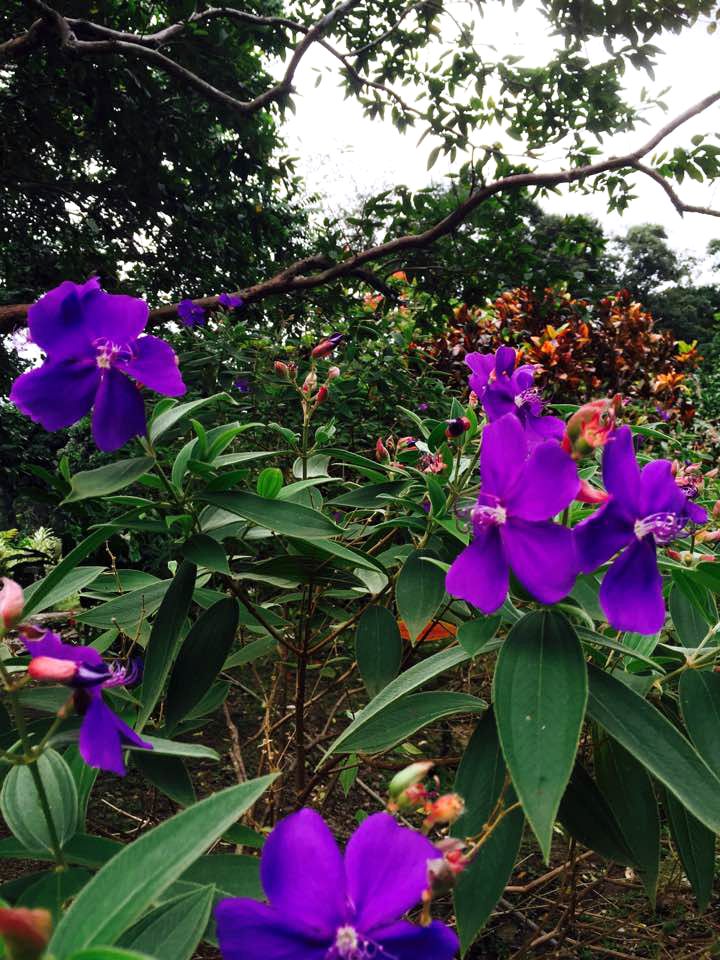 Exceptional Private Cottage Rental in Stunning Layou Valley of Dominica