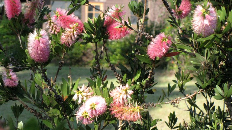 Cottages (Grafton, New South Wales, Australia)