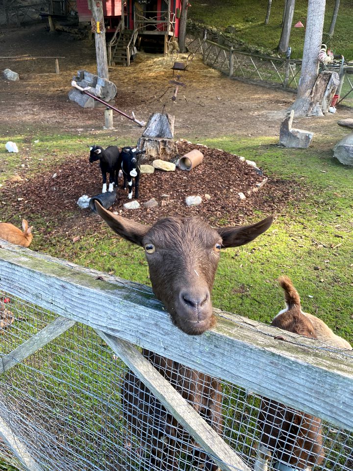 Fantastic Barn Suite with Hot-tub and Petting Zoo in Sugar Grove, North Carolina
