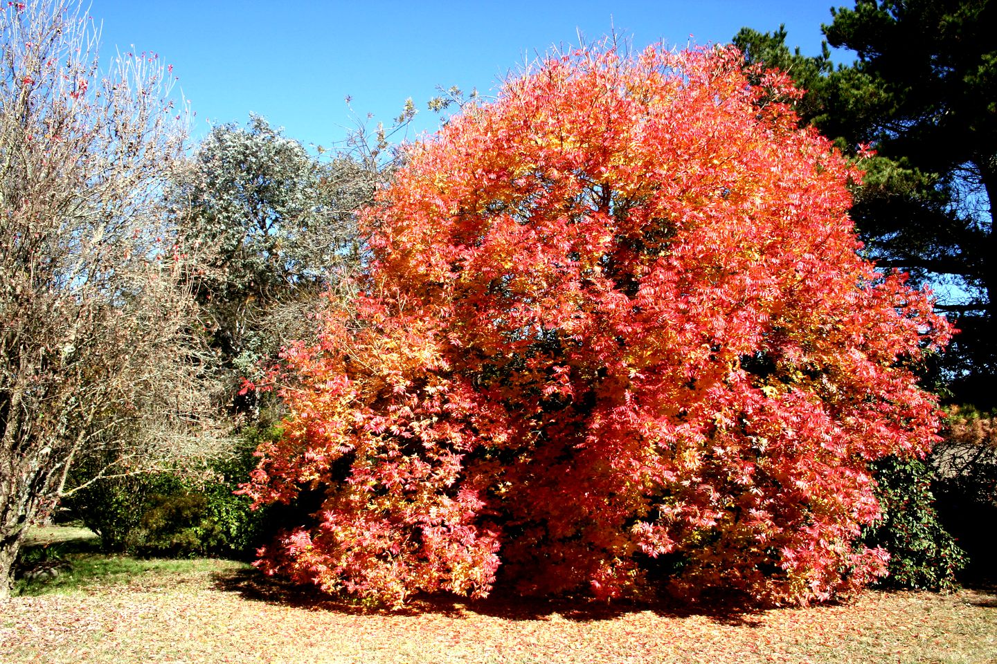 Fairytale Cottage Rental near Oxley Wild Rivers National Park in Armidale, New South Wales