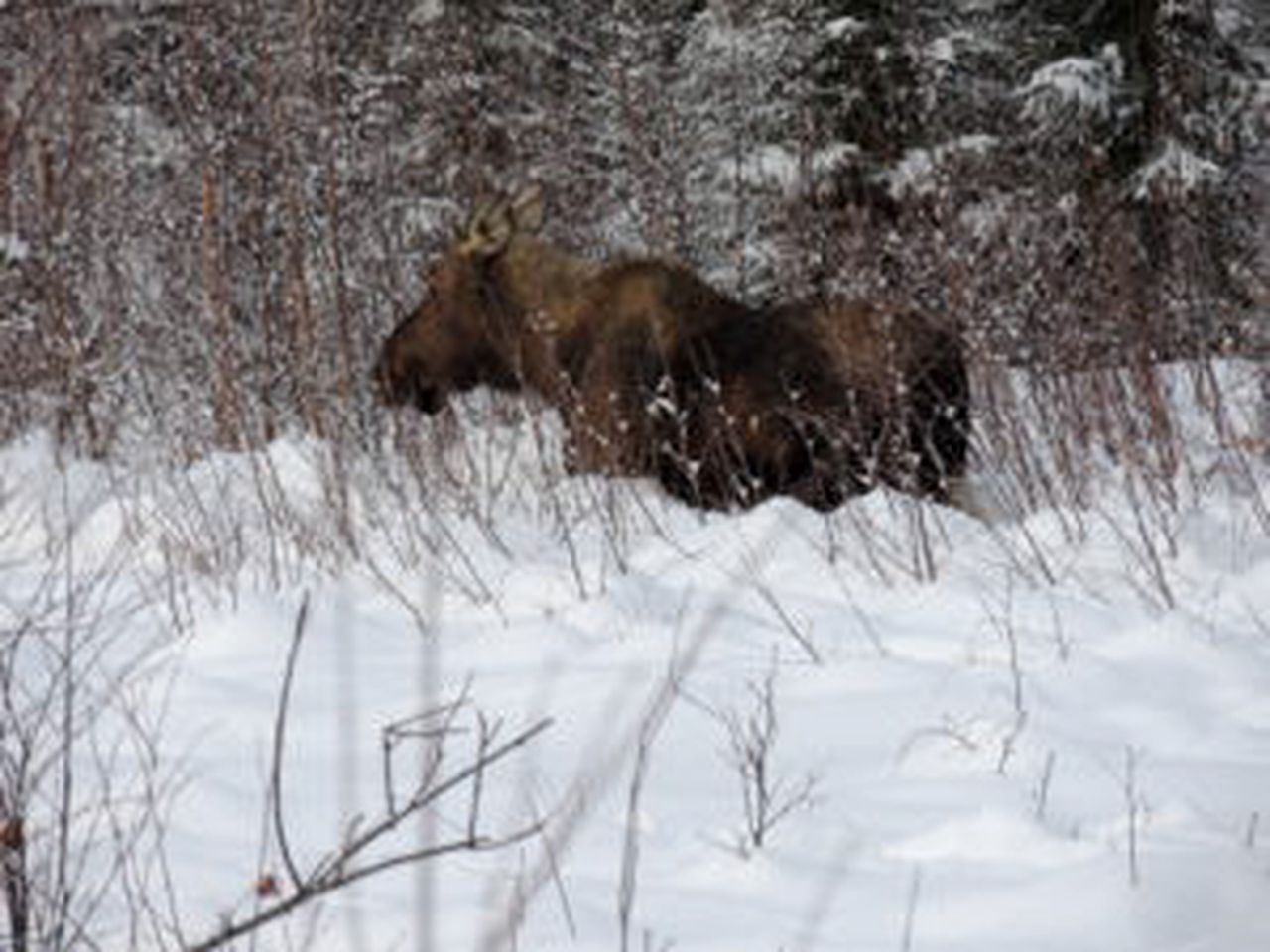 Cozy Bed and Breakfast with a Wonderful View near Denali Mountain, Alaska