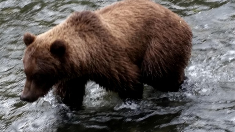 Cabins (United States of America, Cooper Landing, Alaska)
